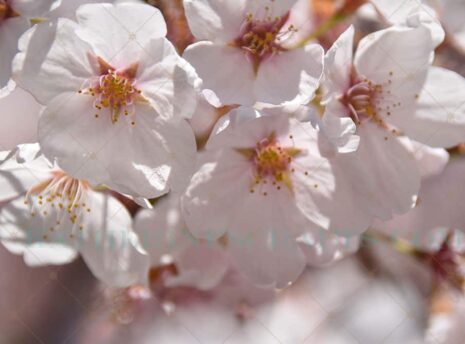 Pink Bloom Photo